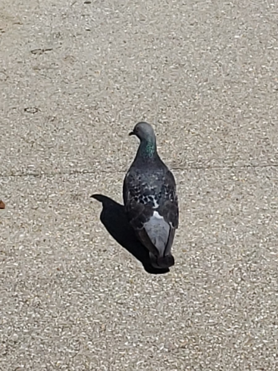 Rock Pigeon (Feral Pigeon) - ML328682931