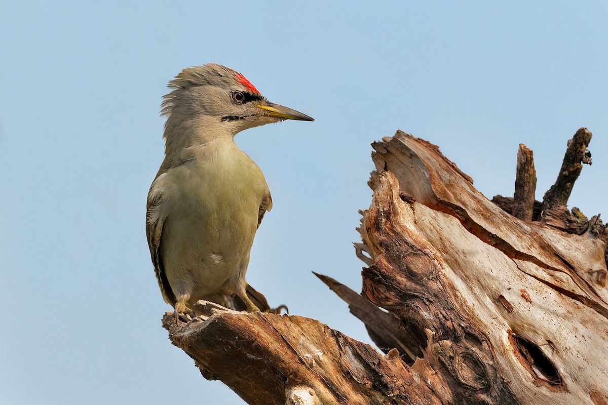 Gray-headed Woodpecker - ML328683451