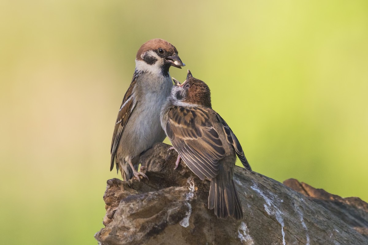 Eurasian Tree Sparrow - ML328683521