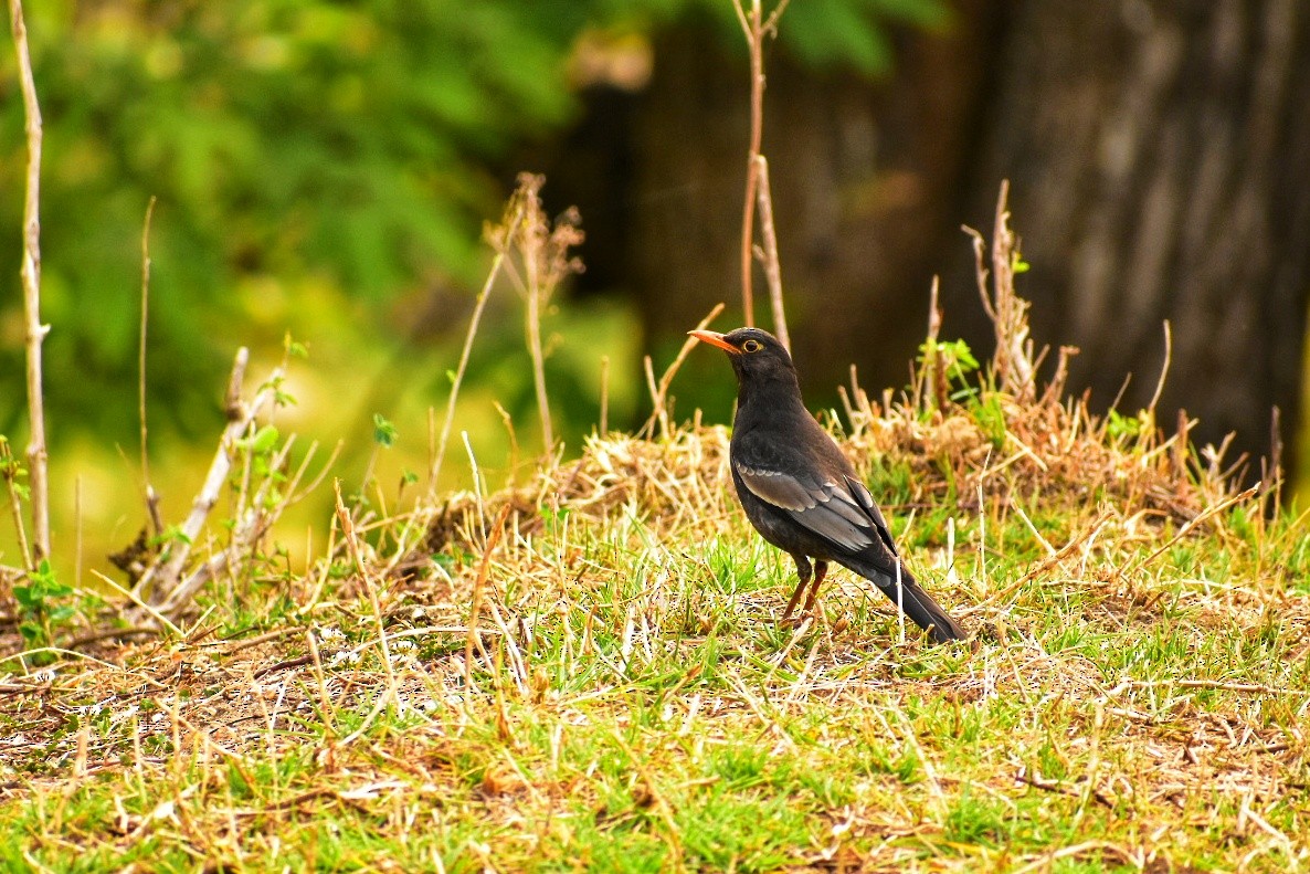 Gray-winged Blackbird - Rohit Chakravarty