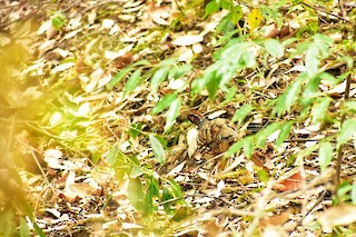 Hill Partridge, ML328684051