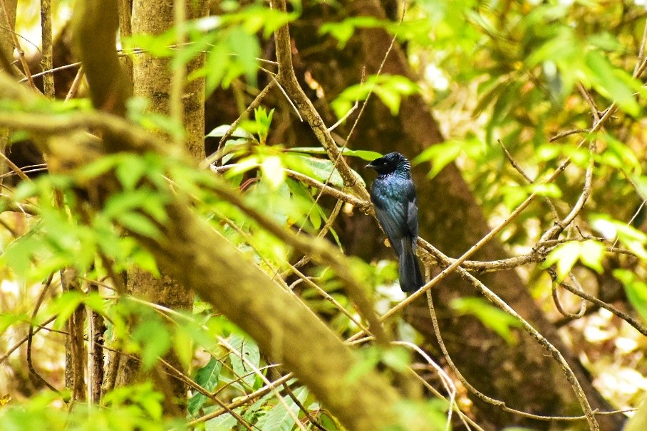 Lesser Racket-tailed Drongo - ML328685441