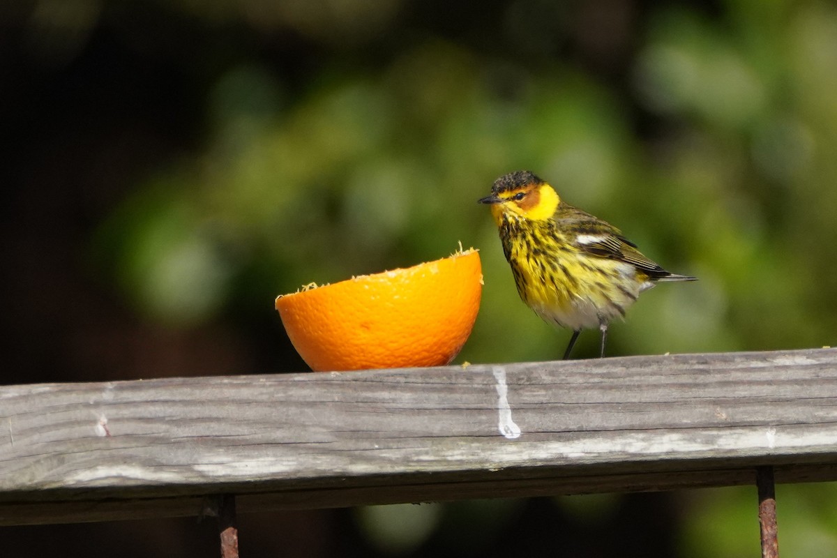 Cape May Warbler - ML328686351