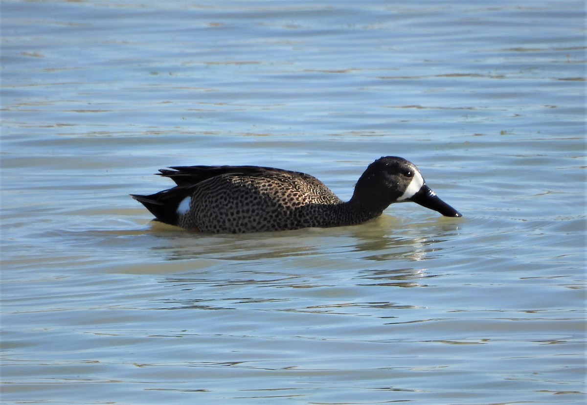 Blue-winged Teal - ML328687881