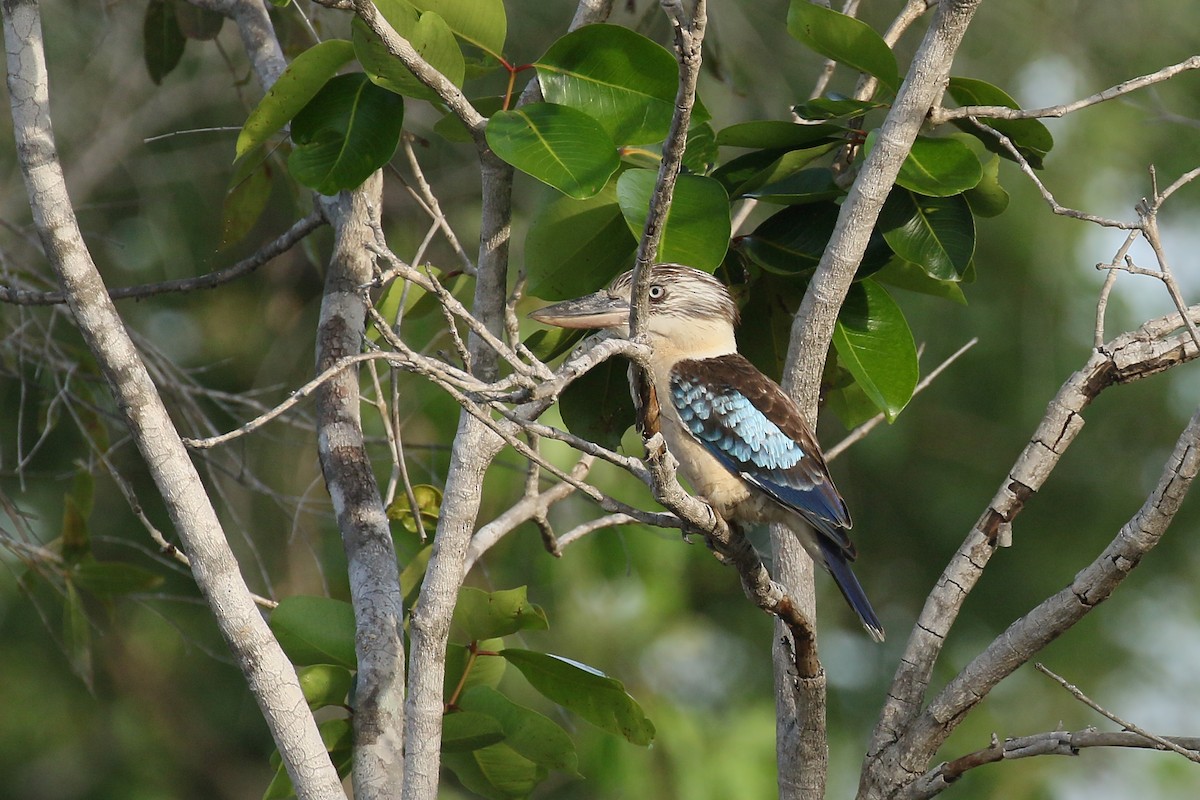 Blue-winged Kookaburra - Jan Andersson