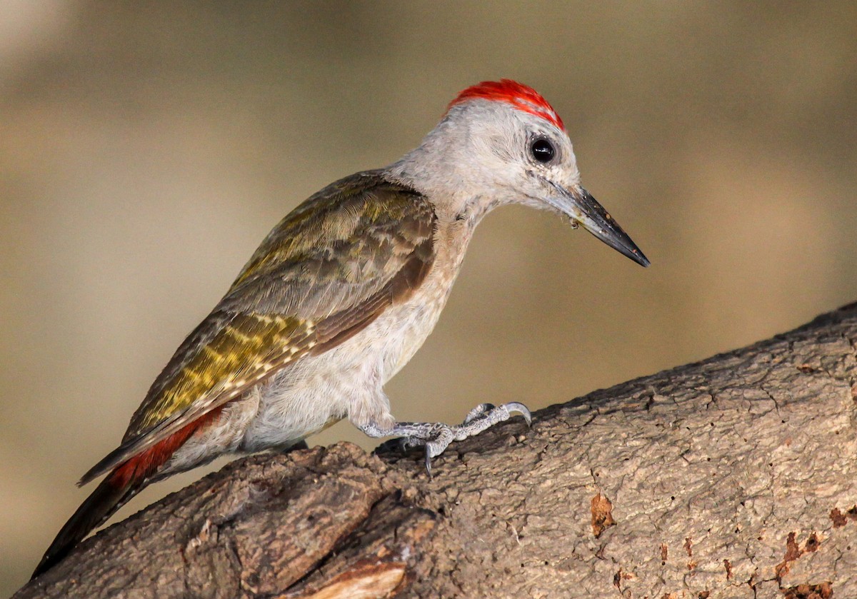 African Gray Woodpecker - ML328688801