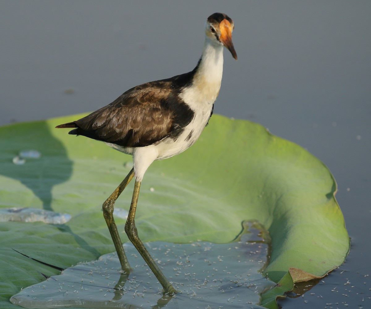 Comb-crested Jacana - Jan Andersson