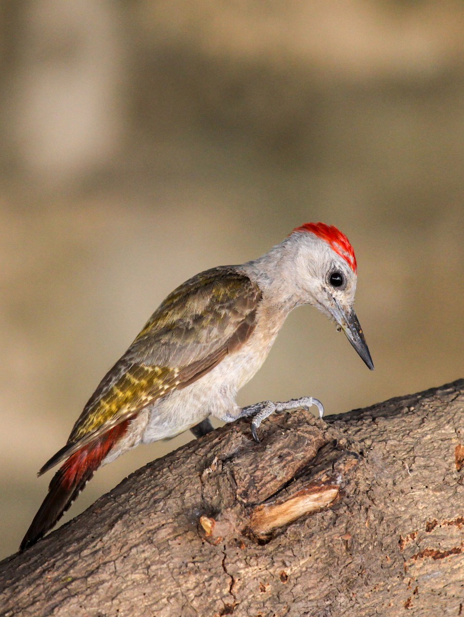 African Gray Woodpecker - ML328690231