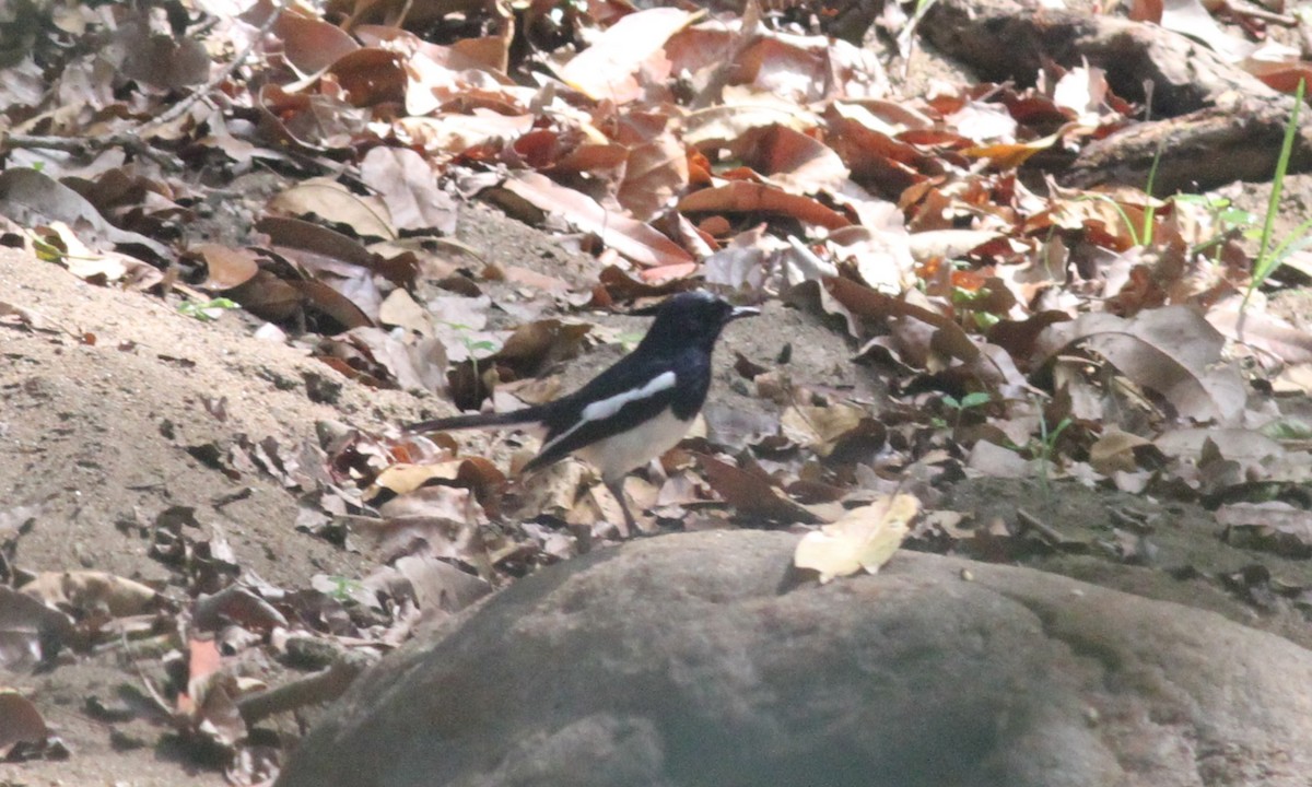 Oriental Magpie-Robin - Manoj Karingamadathil