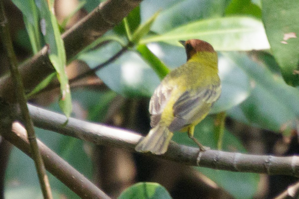 Yellow Warbler (Mangrove) - ML328692631