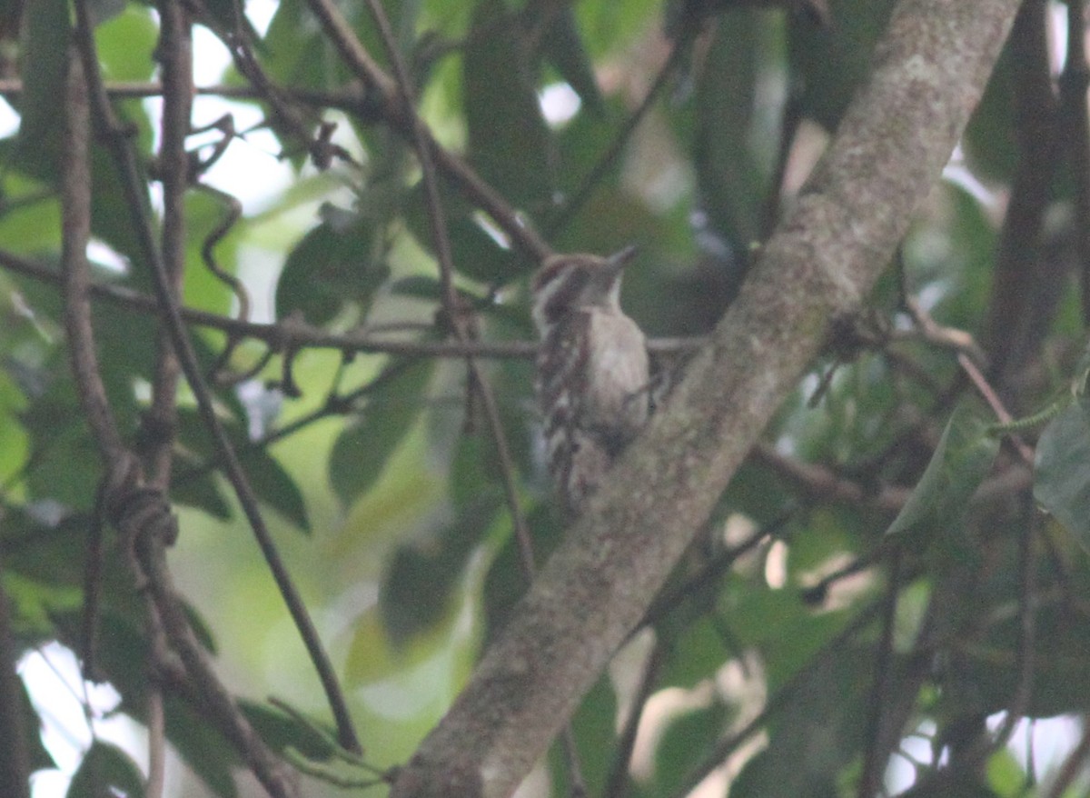 Brown-capped Pygmy Woodpecker - Manoj Karingamadathil