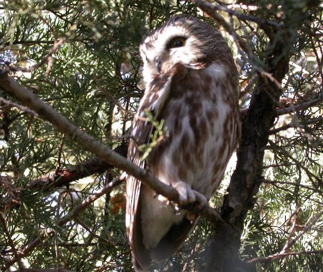Northern Saw-whet Owl - ML32869921