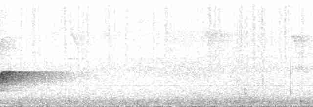 Sulphur-bellied Whistler - ML32870
