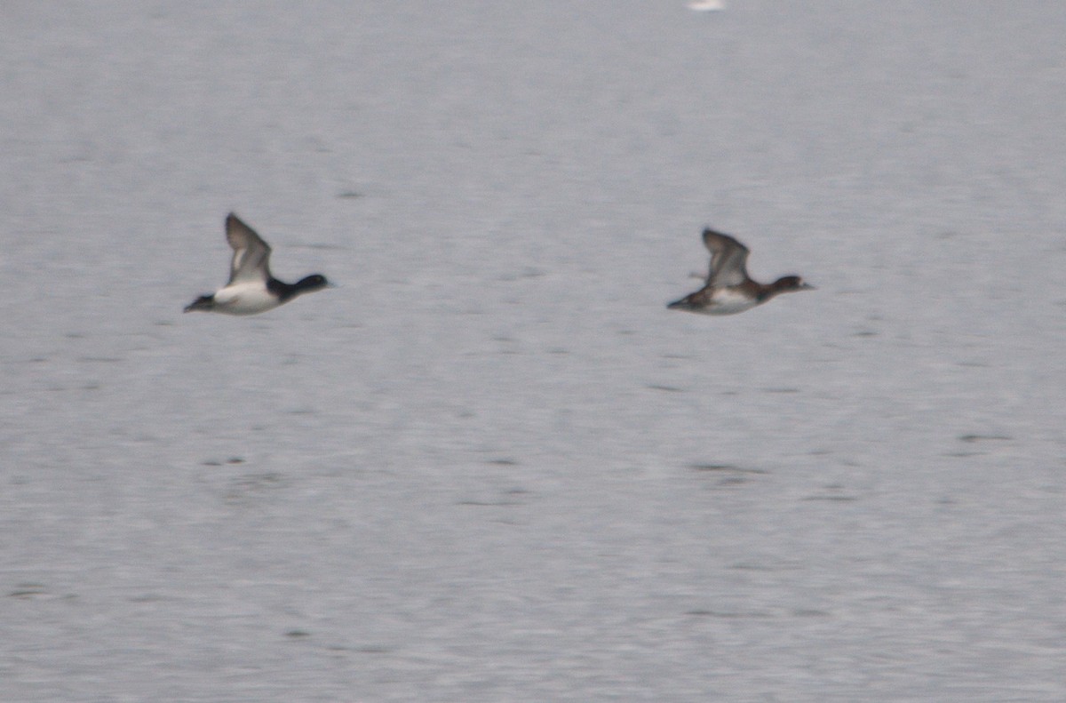Greater Scaup - ML328702461