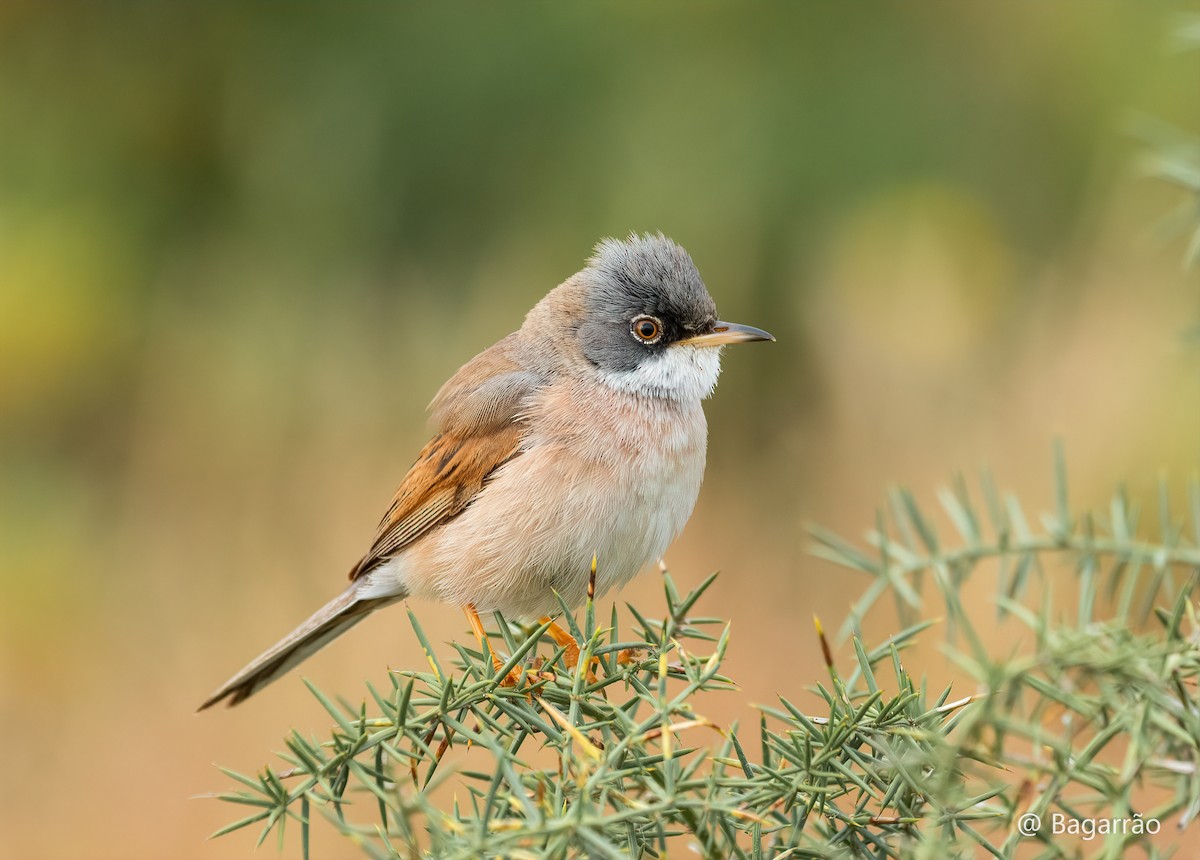 Spectacled Warbler - ML328705971