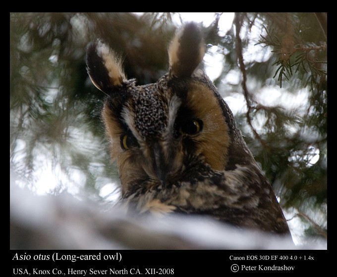 Long-eared Owl (American) - ML328708581