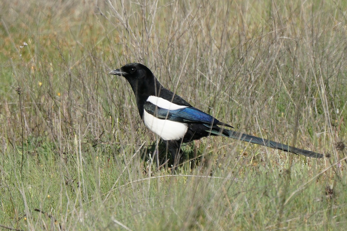 Eurasian Magpie - Miguel Rouco