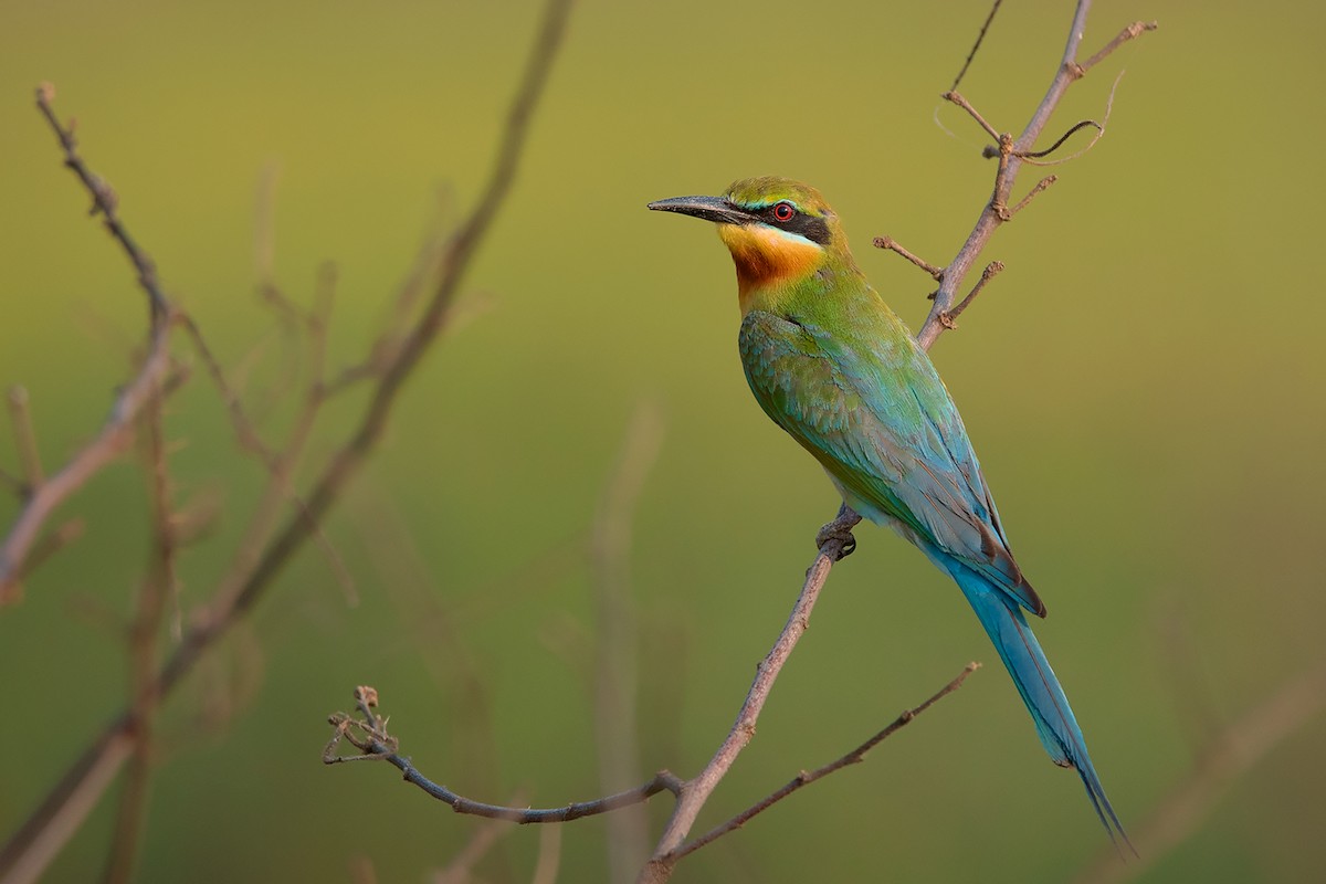 Blue-tailed Bee-eater - Ayuwat Jearwattanakanok