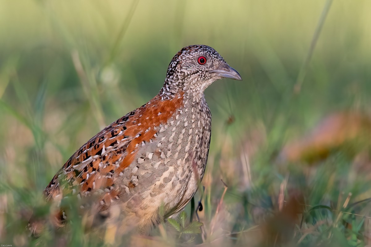 Painted Buttonquail - Cary Lewis