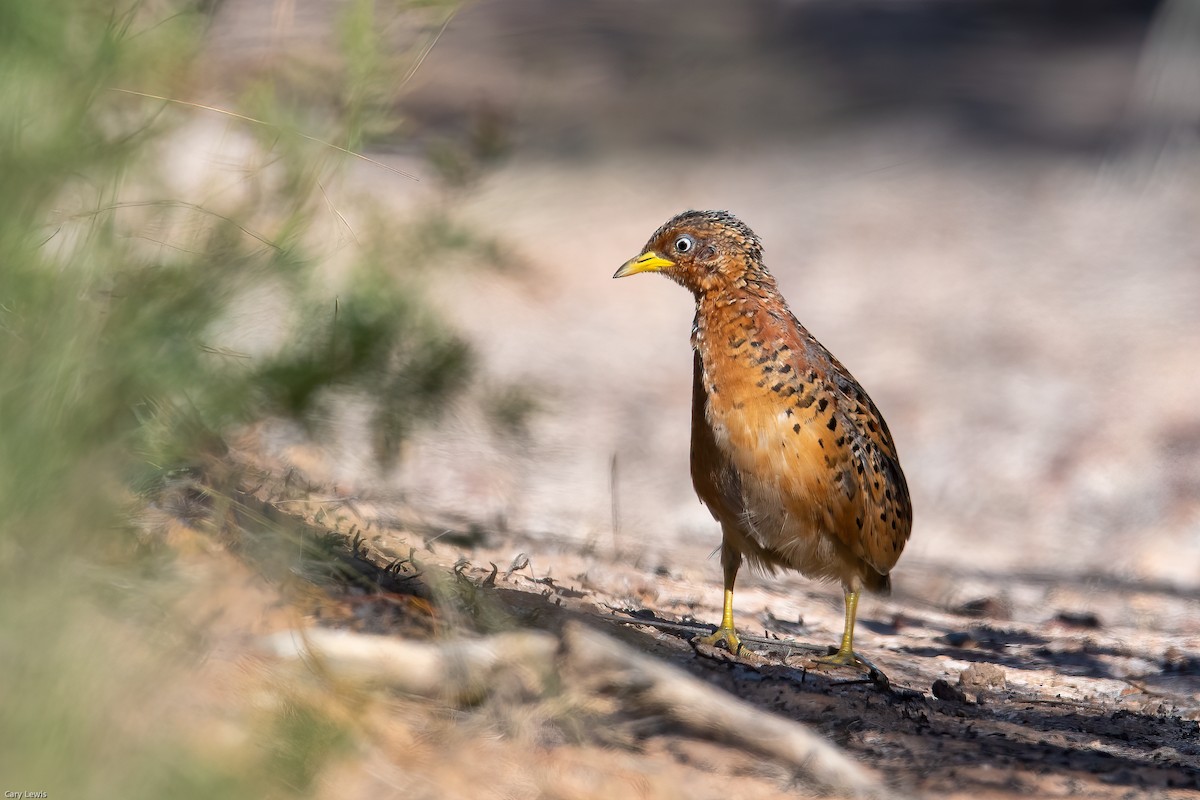 Red-backed Buttonquail - ML328716731