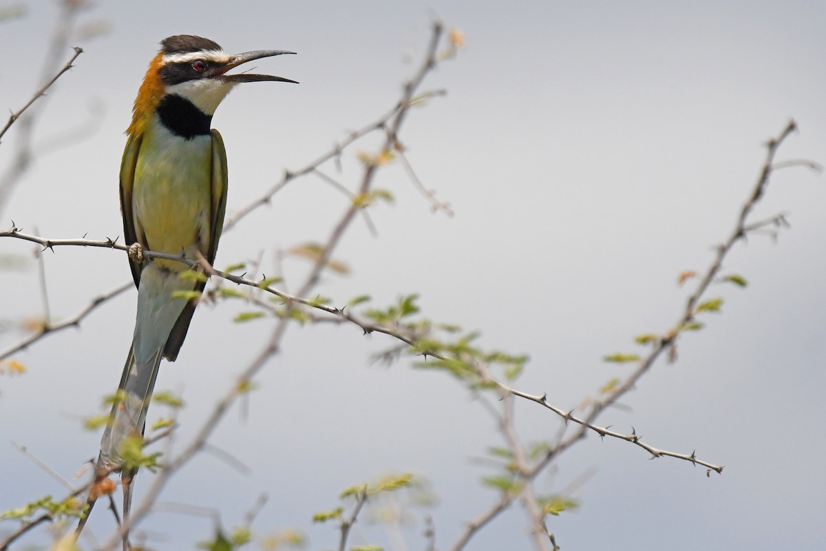 White-throated Bee-eater - Lev Frid