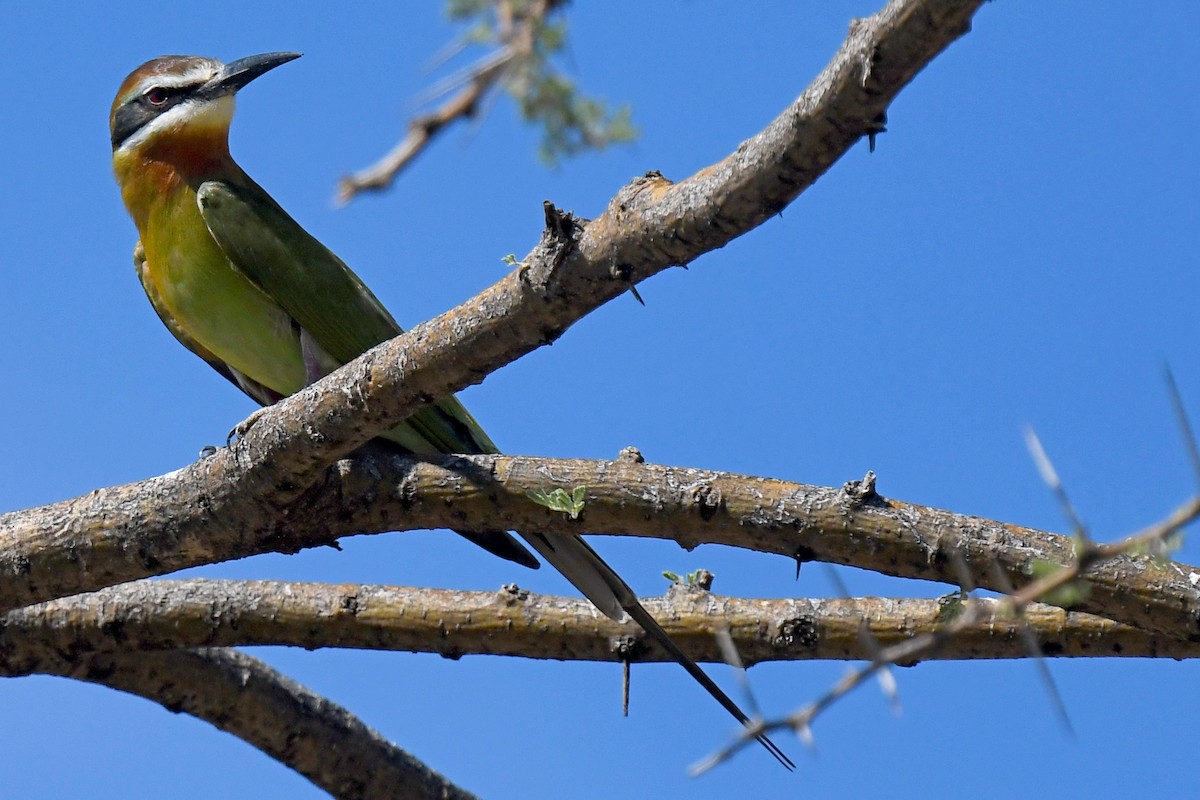 Madagascar Bee-eater - ML328718731