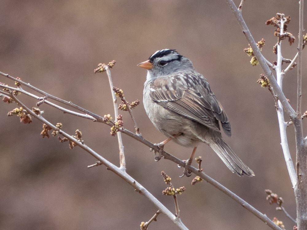 White-crowned Sparrow - ML328722531