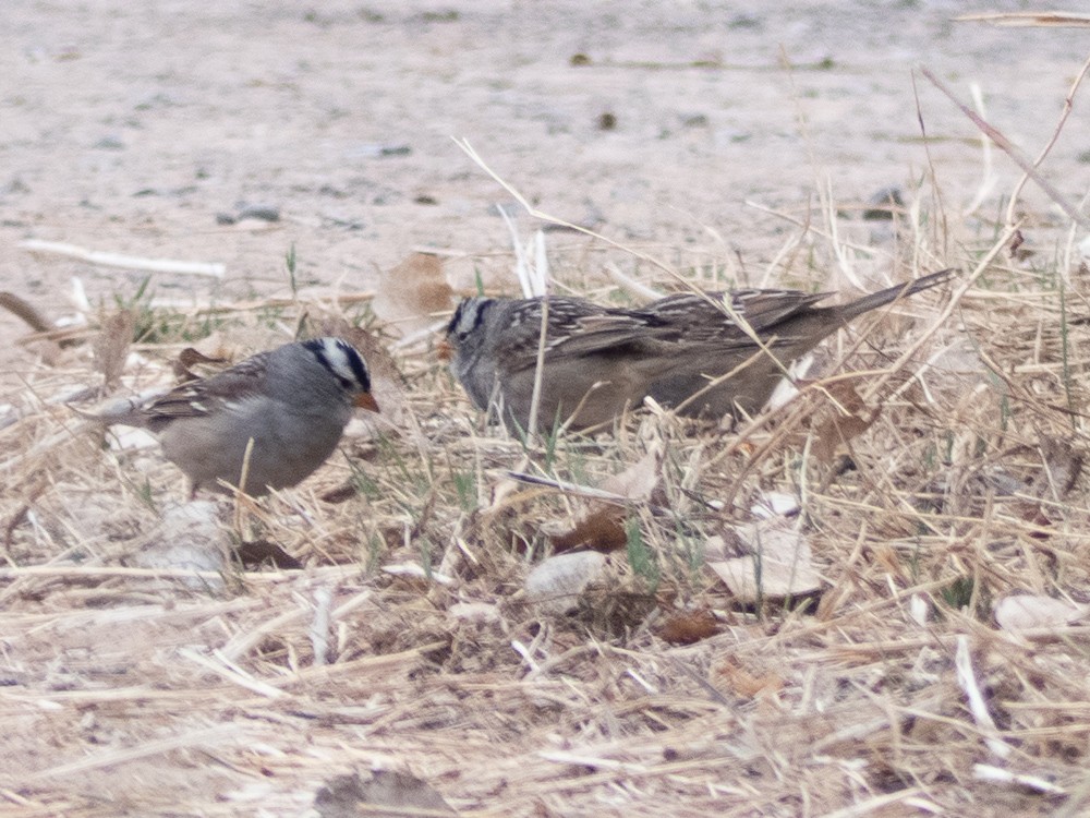 White-crowned Sparrow - ML328722541