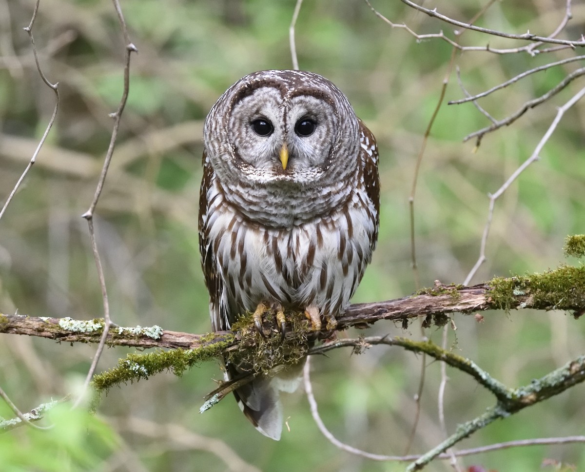 Barred Owl - Steve Goodbred
