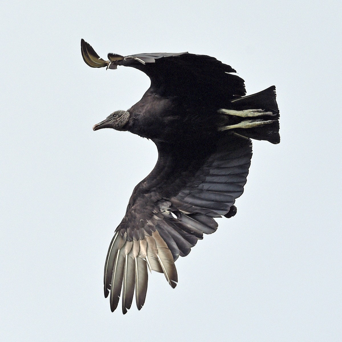 Black Vulture - Barbara Strobino