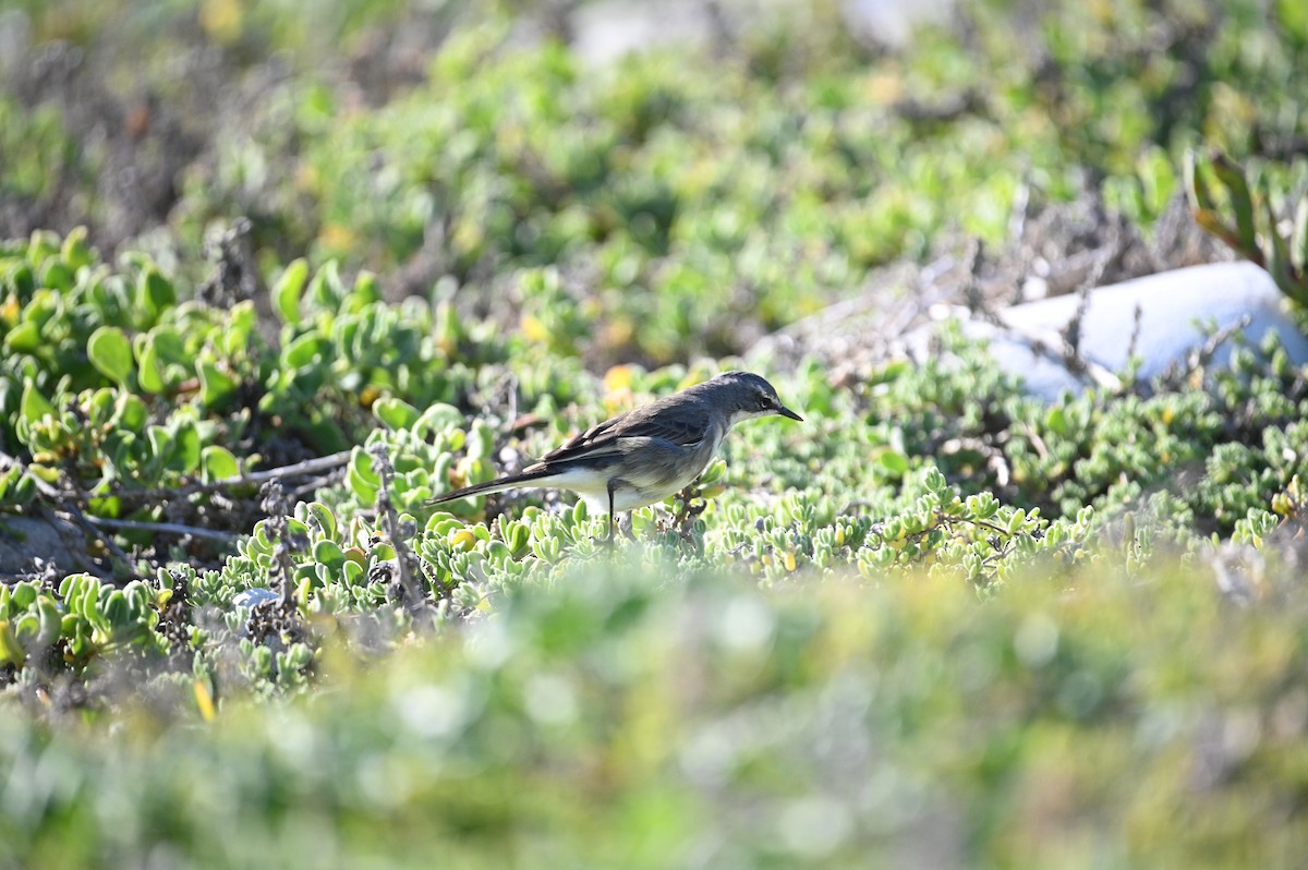Cape Wagtail - ML328730511