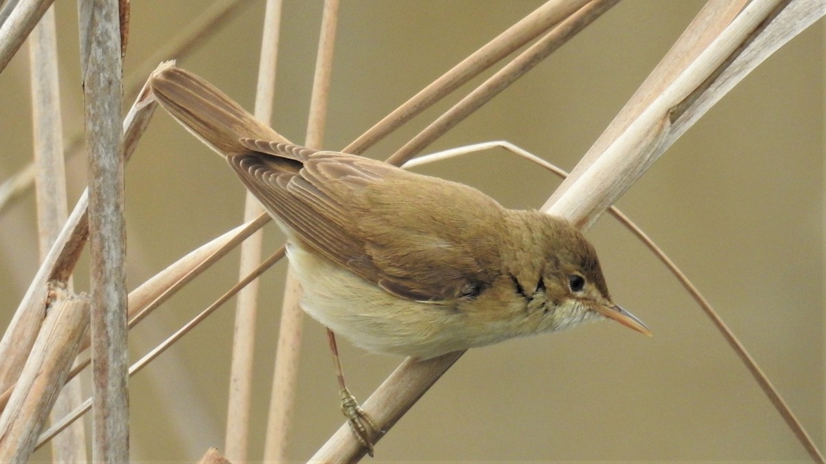 Common Reed Warbler - ML328732051