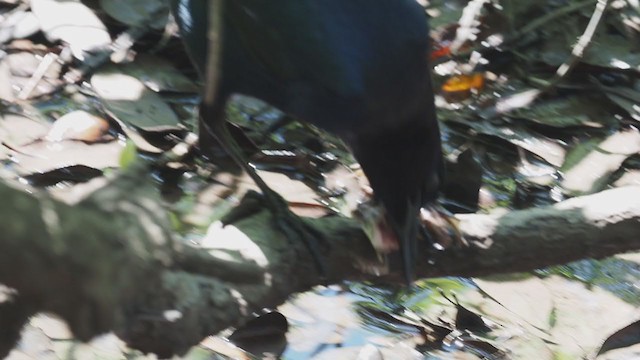 Boat-tailed Grackle - ML328732151