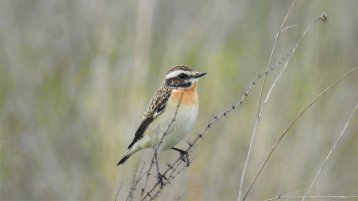 Whinchat - ML328732911