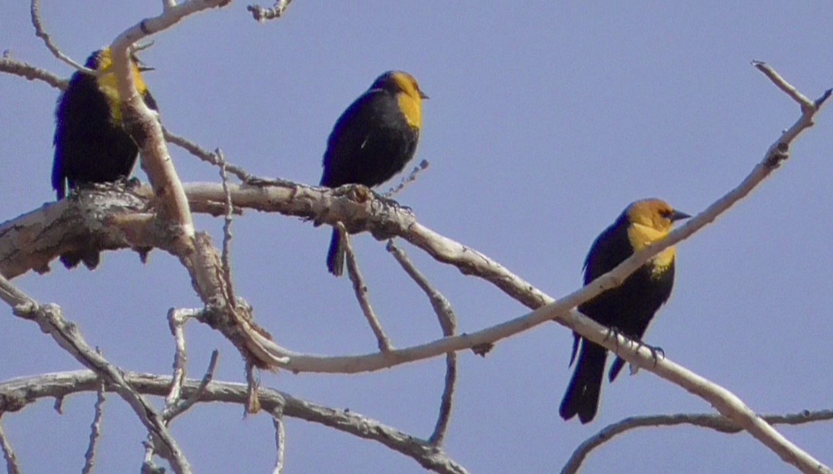 Yellow-headed Blackbird - Bernard Morris