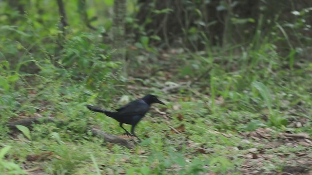 Boat-tailed Grackle - ML328735681