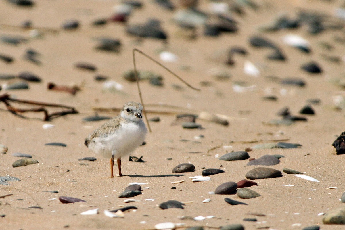Piping Plover - ML328741501