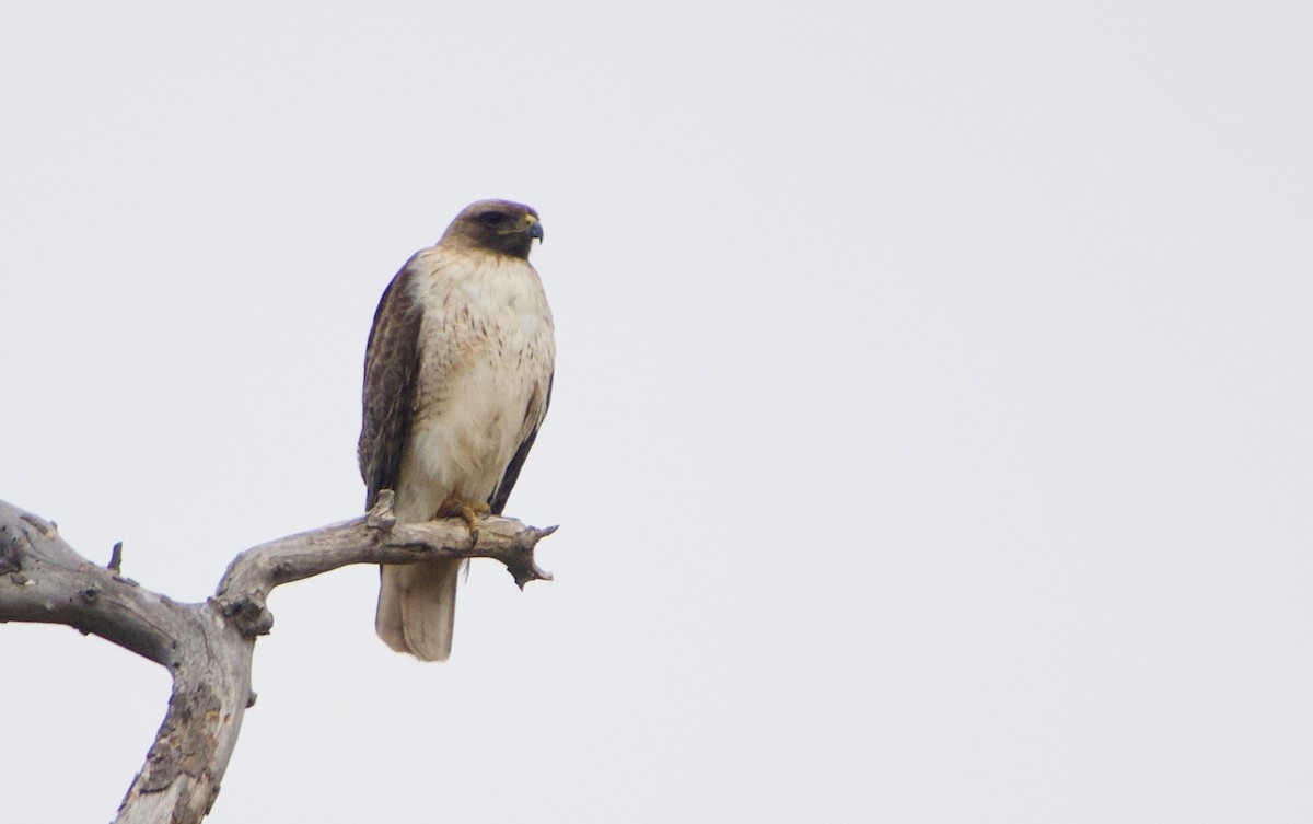 Red-tailed Hawk - ML328742291