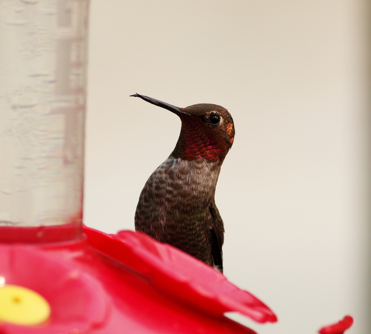 Anna's Hummingbird - ML32874601
