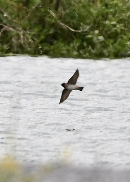 Northern Rough-winged Swallow - ML328746441