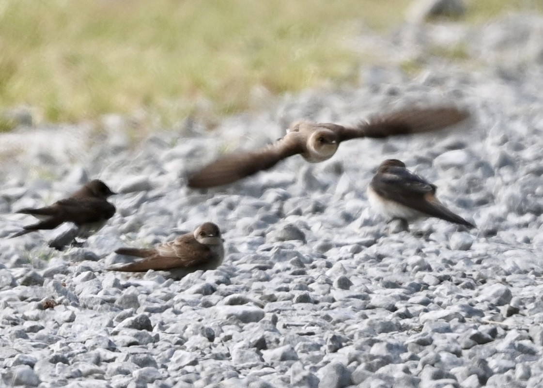 Northern Rough-winged Swallow - ML328746471