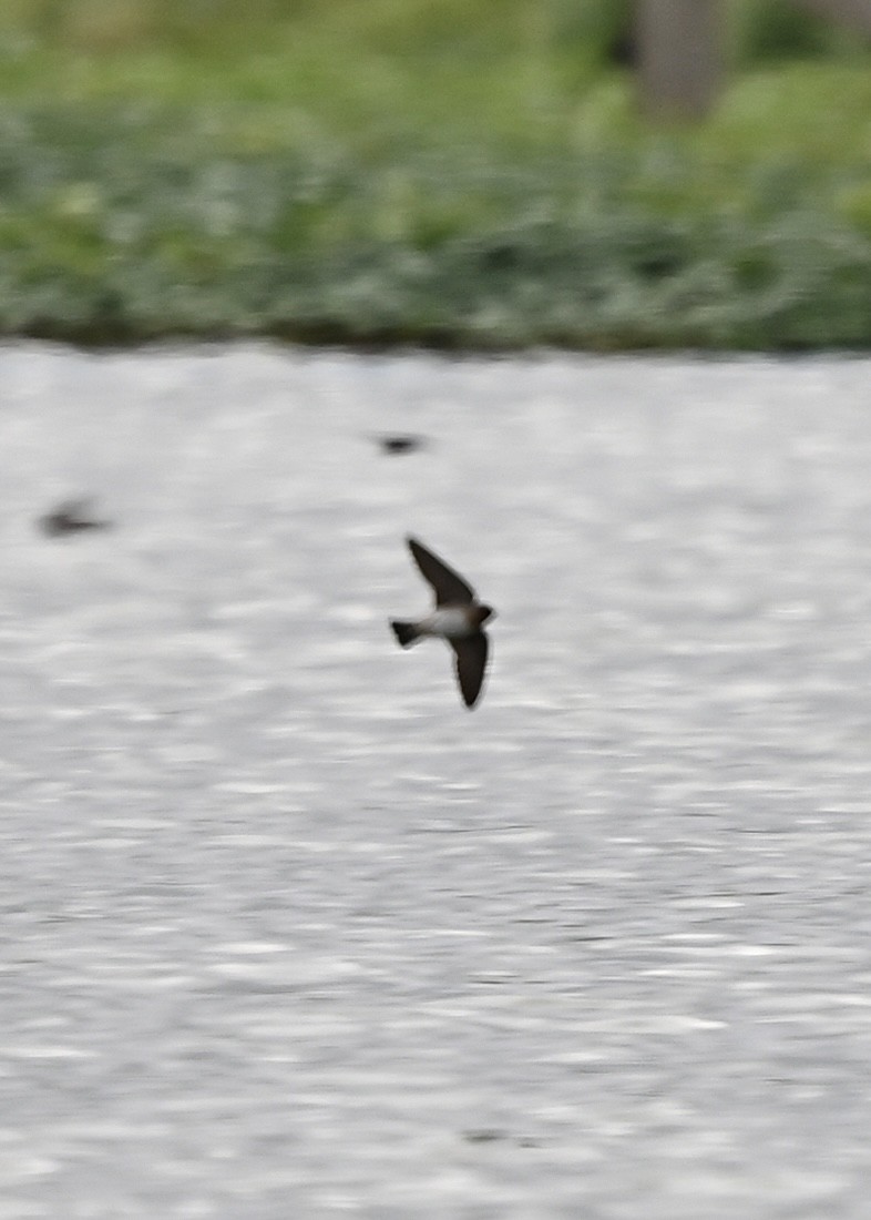 Northern Rough-winged Swallow - ML328746501
