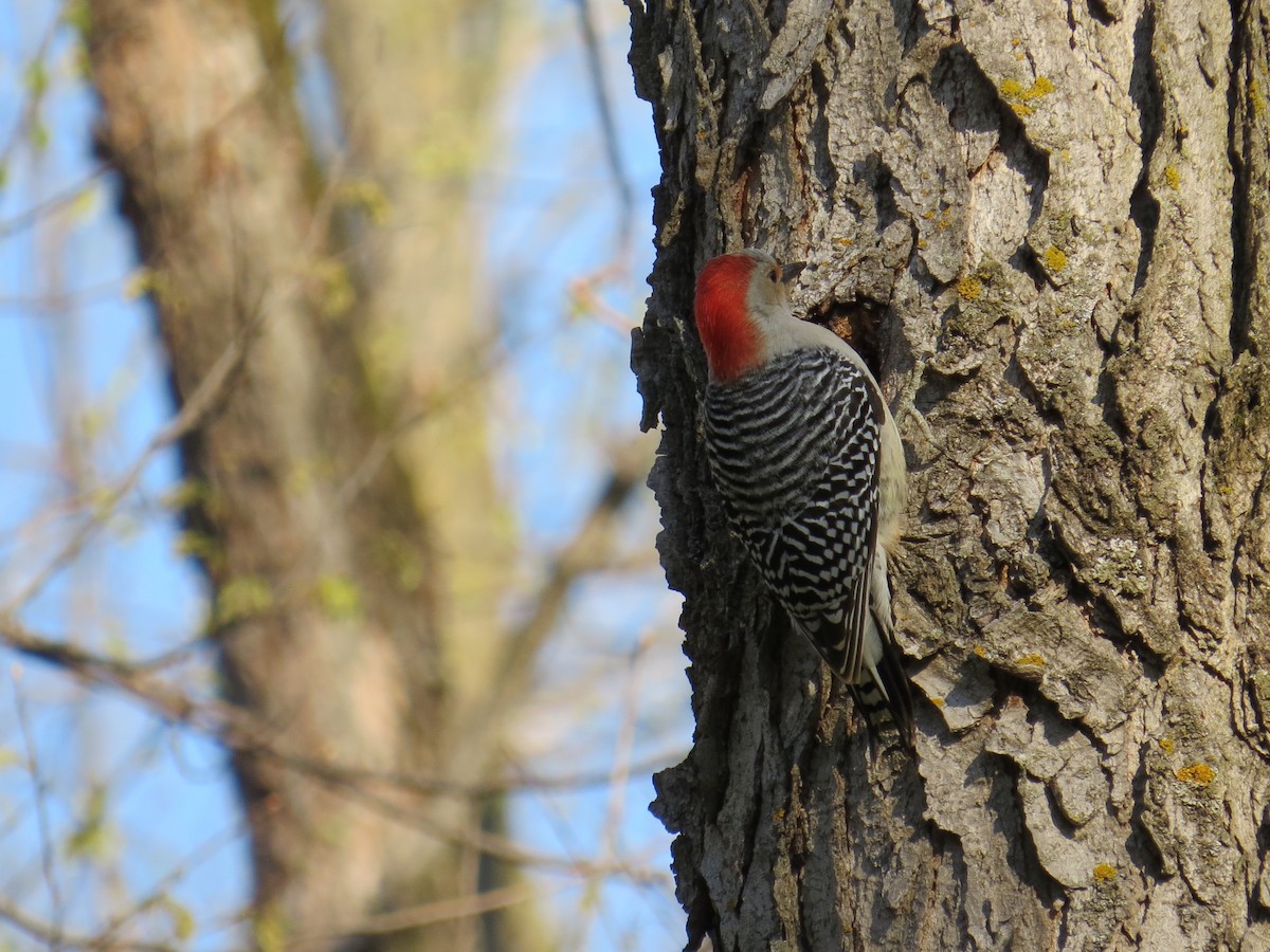 Red-bellied Woodpecker - Brian Roberts