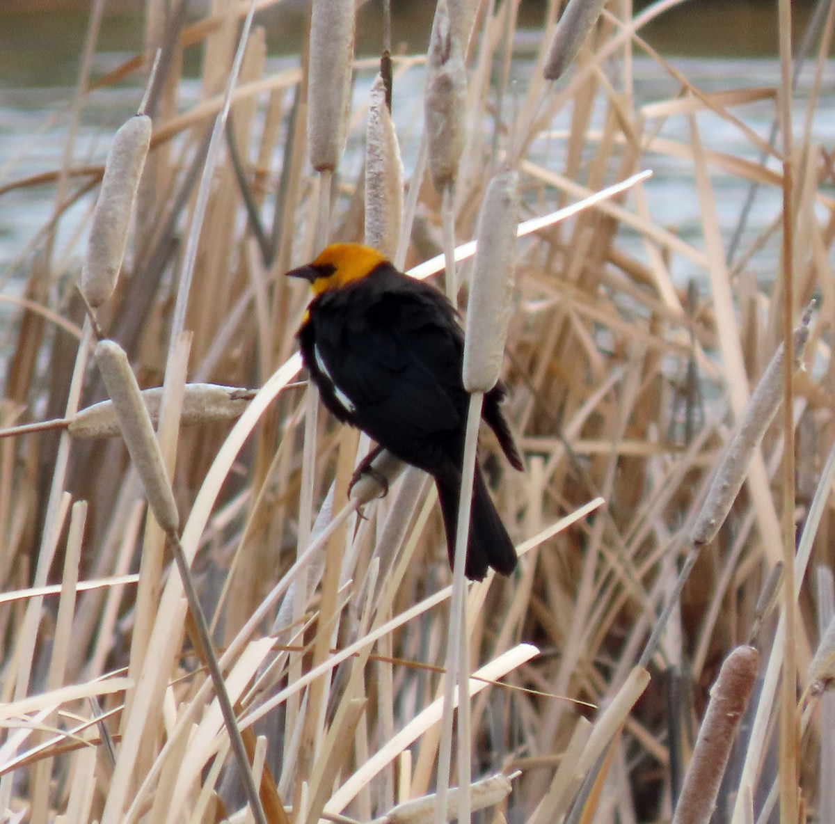 Yellow-headed Blackbird - JoAnn Potter Riggle 🦤