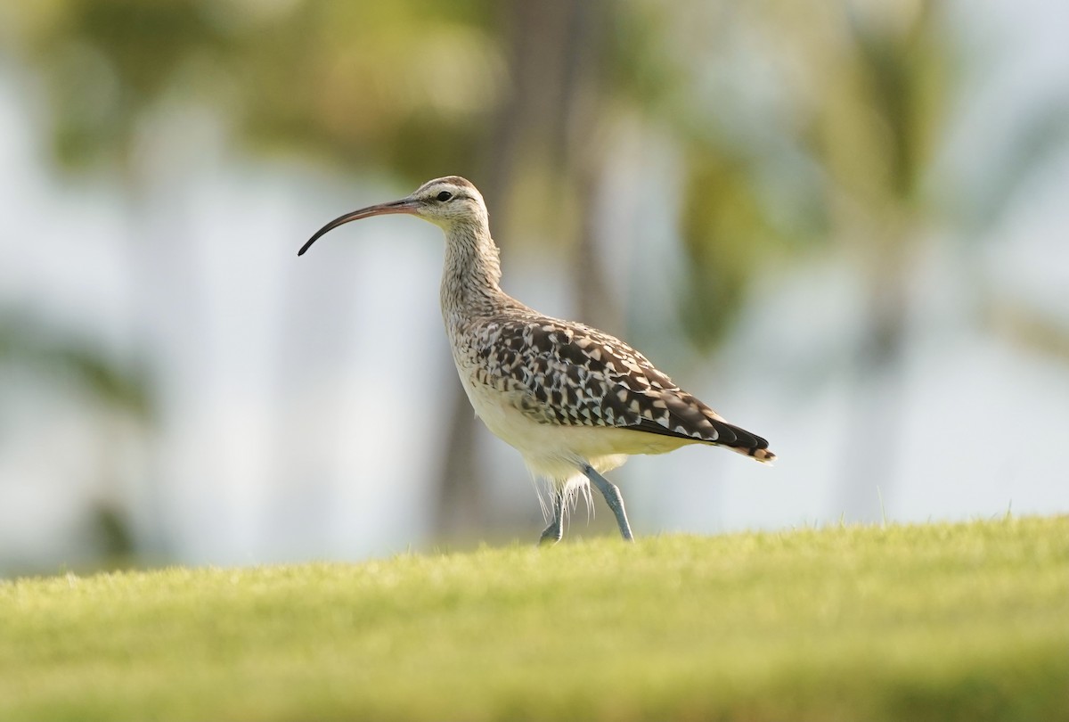 Bristle-thighed Curlew - ML328752921