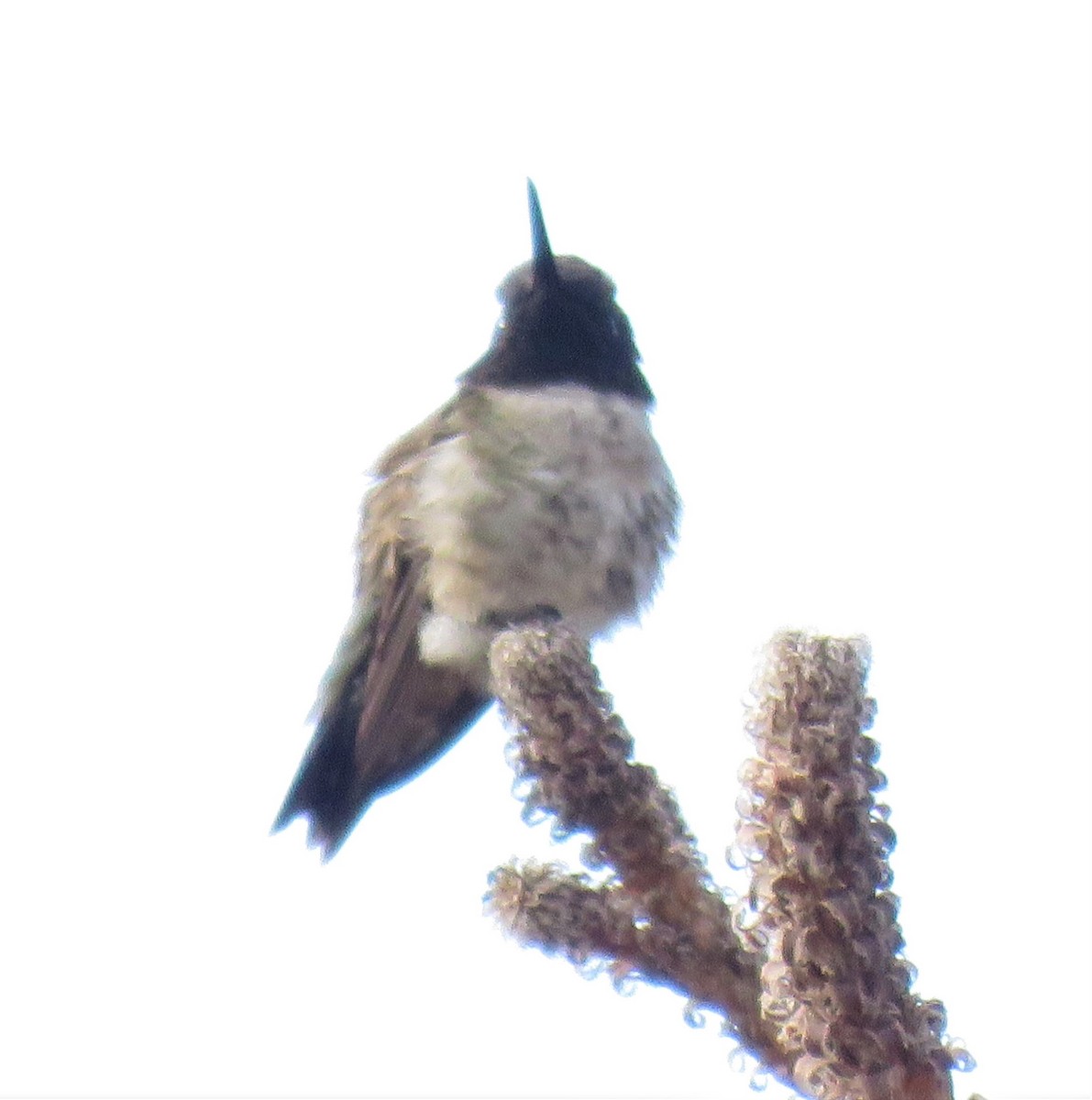Black-chinned Hummingbird - ML328760731