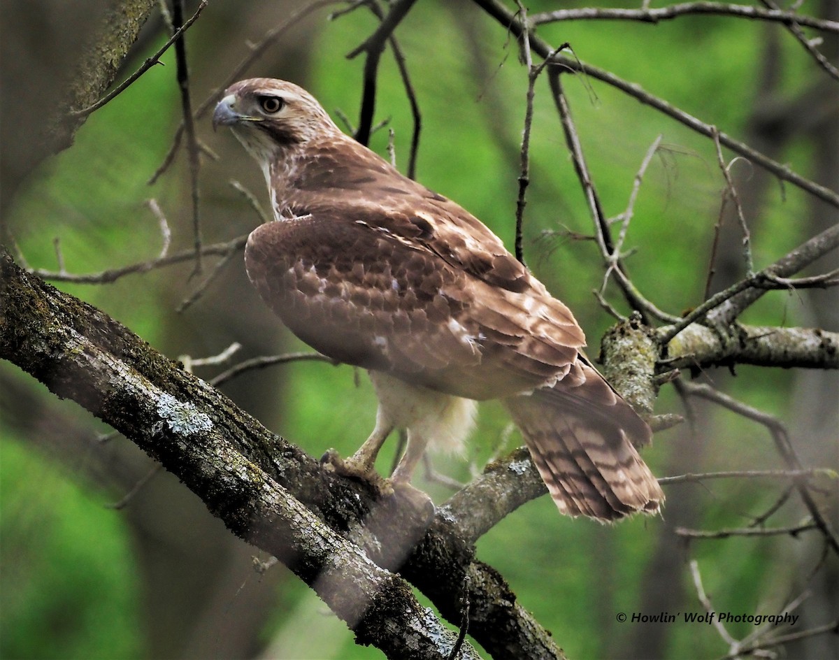 Red-tailed Hawk - ML328769771