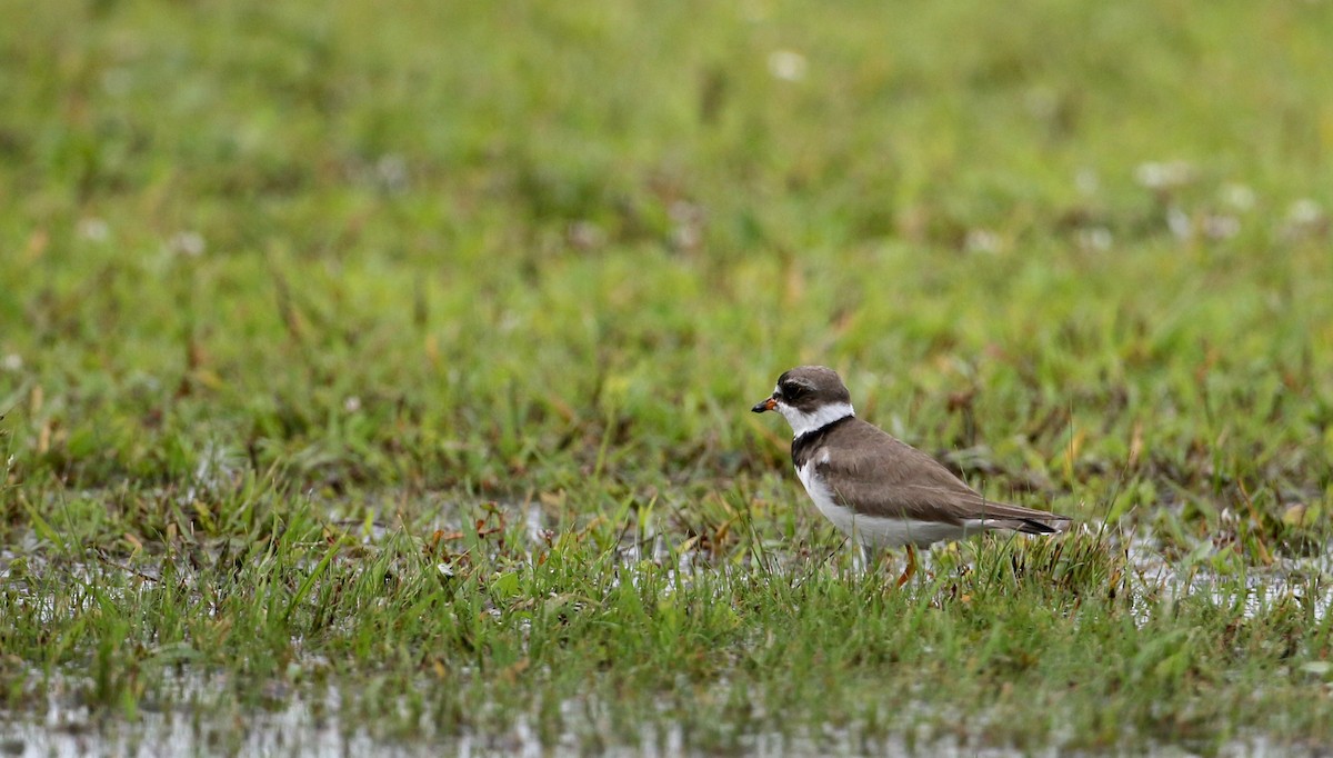 Semipalmated Plover - ML32877151