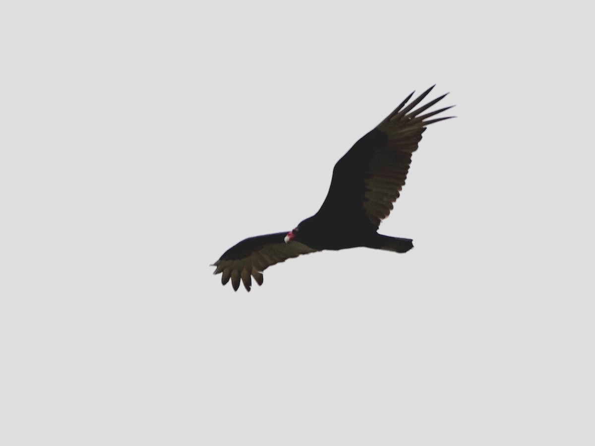 Turkey Vulture - ML328772641