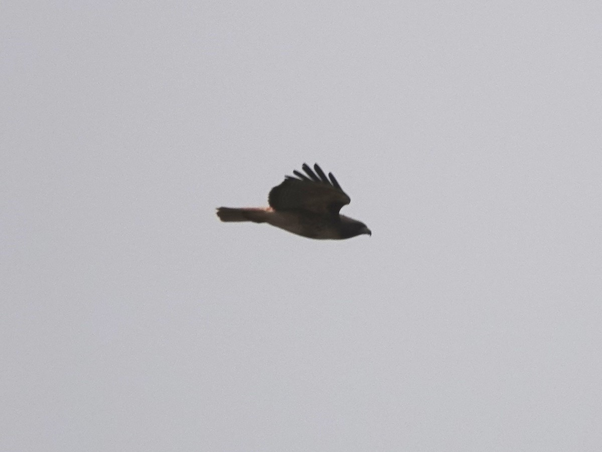 Red-tailed Hawk - Norman Uyeda